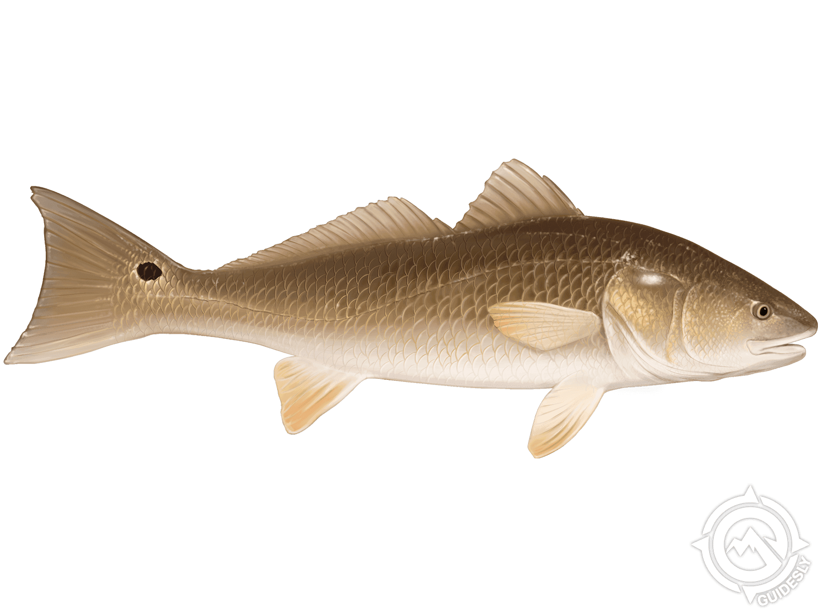 Redfish